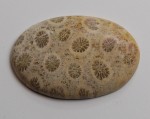 FOSSIL CORAL