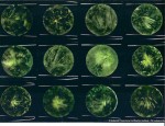 DEMANTOID